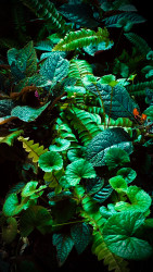 A.HamdhanCSIC-Leaves