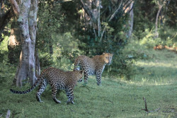 Mother & Cub