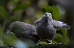 දෙමලිච්චා