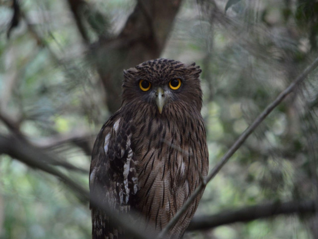 Brown Fish Owl