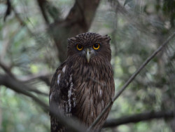 Brown Fish Owl