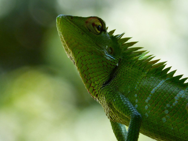 Green Lizard (Calotes Calotes)