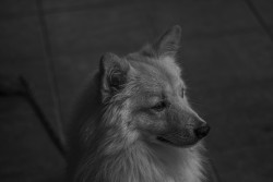 Furry Friend's Gaze