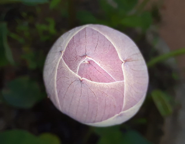 The Graceful Lotus Bud