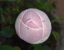 The Graceful Lotus Bud