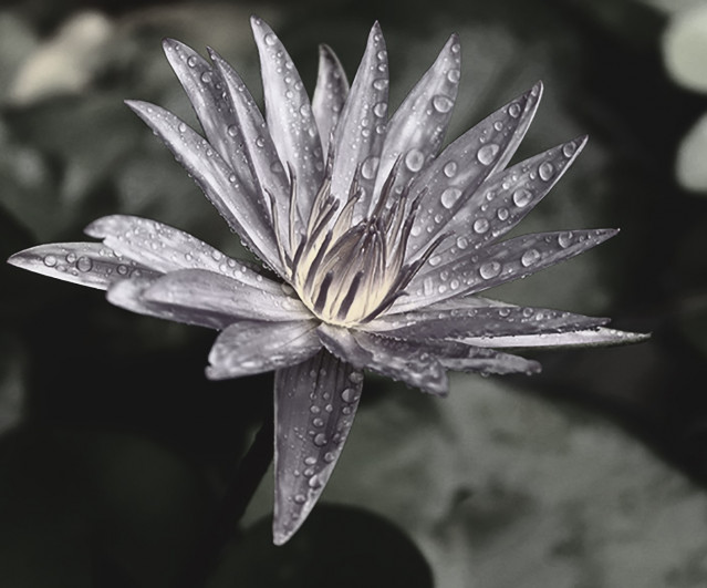 Morning dew