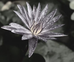 Morning dew