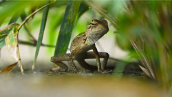 Oriental garden lizard