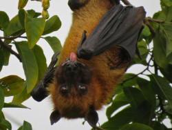 Lyle's flying fox