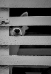 Love of a Prisoner