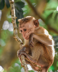 Happy Monkey