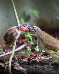 Feeding