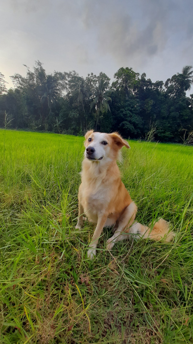 Free Animal
