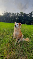 Free Animal