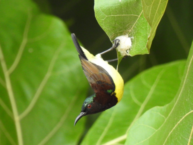 sunbird