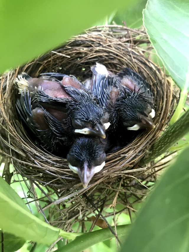 birdnest
