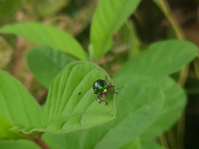 Small insect in a leaf