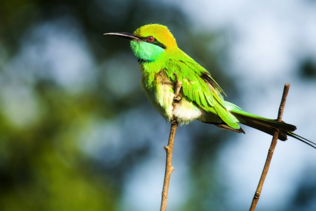 Wildlife