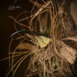Wildlife