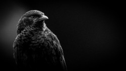 Inquisitively