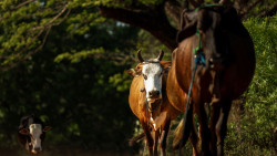 Cow queue