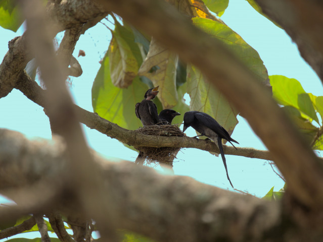birds