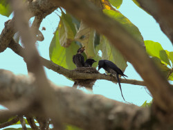 birds
