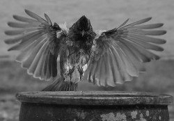 flight