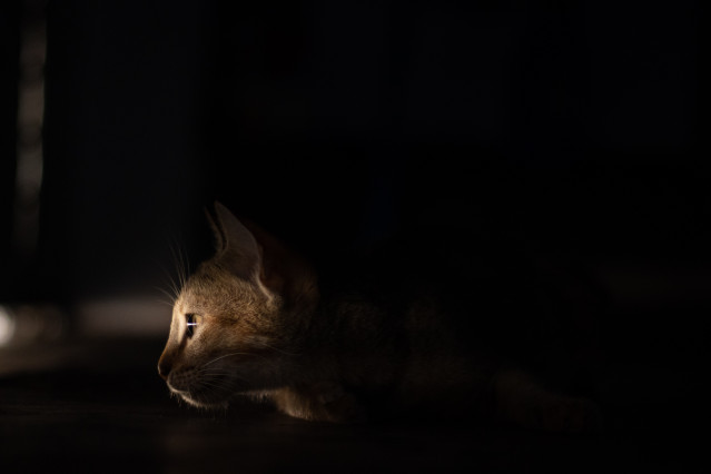 Through the Light