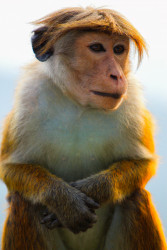 "Monkey"