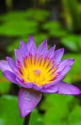 "Lotus"