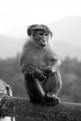 "Monkey"