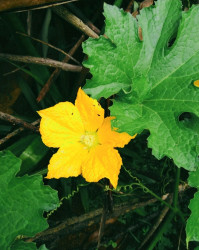 "pumpkin flower"