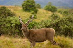 Wild life