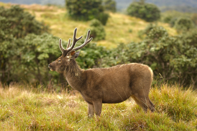 Wild life