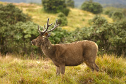 Wild life
