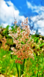 Dry Zone Flower