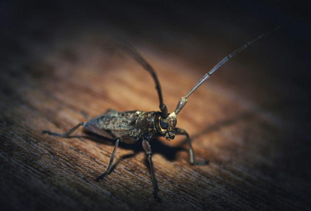 Creepy Crawlers: A Macro View