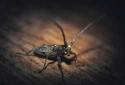 Creepy Crawlers: A Macro View