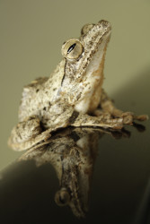 Frog's-Eye View
