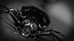 Insectile Splendor