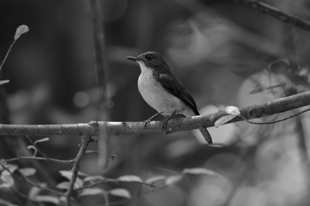 early Bird