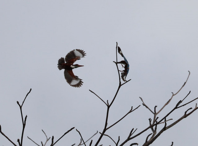 Kingfishers