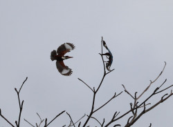 Kingfishers