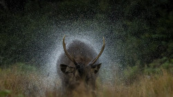 after a heavy rain