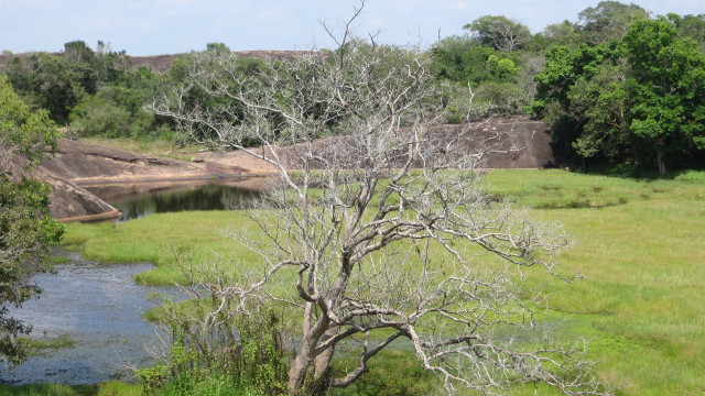 Tree with background