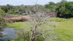 Tree with background