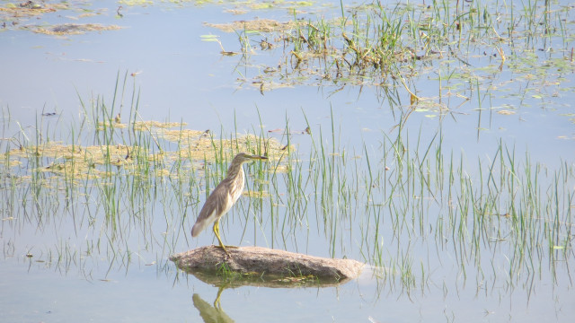 Bird in the middle of river