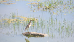 Bird in the middle of river