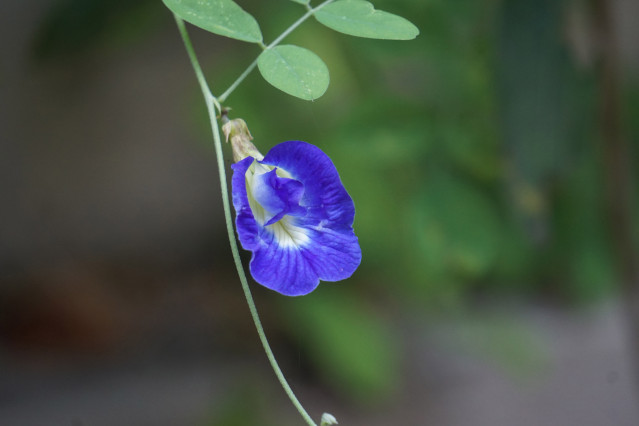 Blue Butterfly Pea